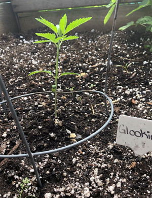 Росток высотой 10 см