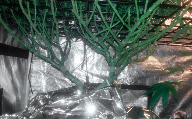 Цветение конопли на 9 неделе выращивания Ствол Eleven Roses на 9 неделе выращивания