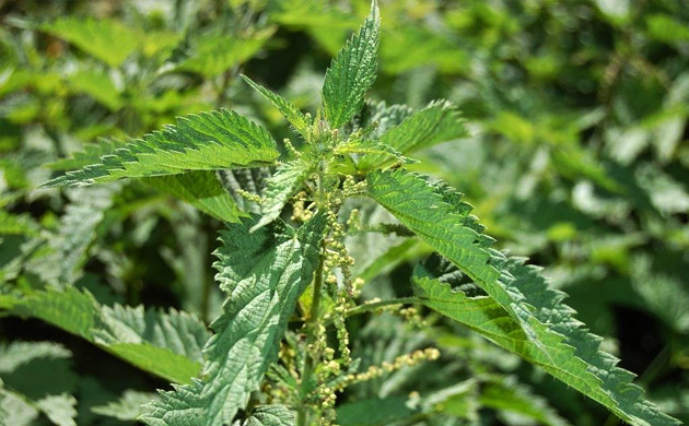 Крапива двудомная