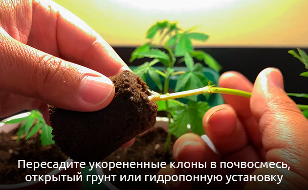 Пересадка укорененных клонов в почвосмесь Пересадка клонов конопли в почвосмесь