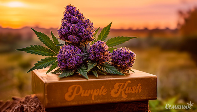 Purple Kush: канна-легенда среди индик