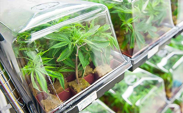 Идеальная среда для укоренения