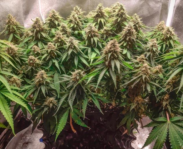 Куст Super Silver Haze от Green House Seeds на 13 неделе