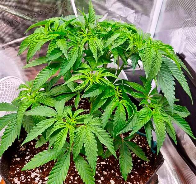 Корректировка питания и проведение дефолиации Куст Strawberry OG Cookies R1 ростом 28 см