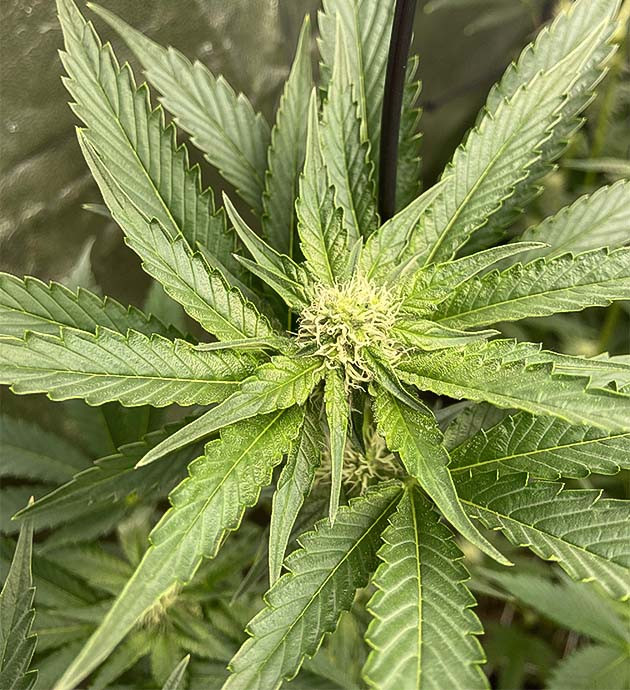 Быстрый рост бутонов Vanilla Frosting