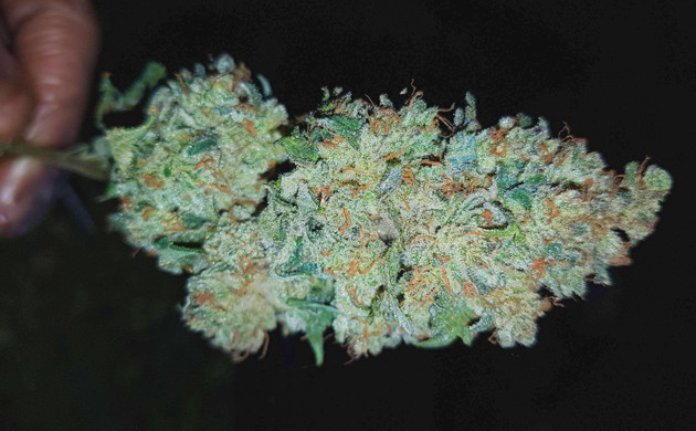 Шишка The New Готовая шишка