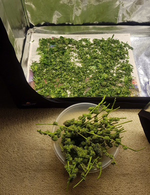 Обрезка куста