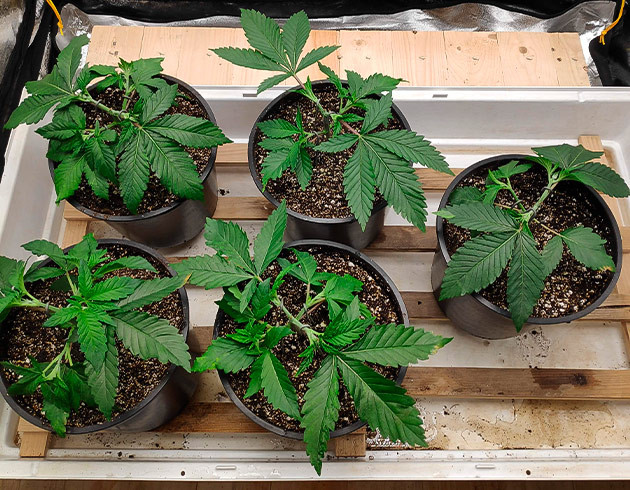Пересадка рассады в 5 литровые горшки Пять кустов конопли с обрезанными верхушками