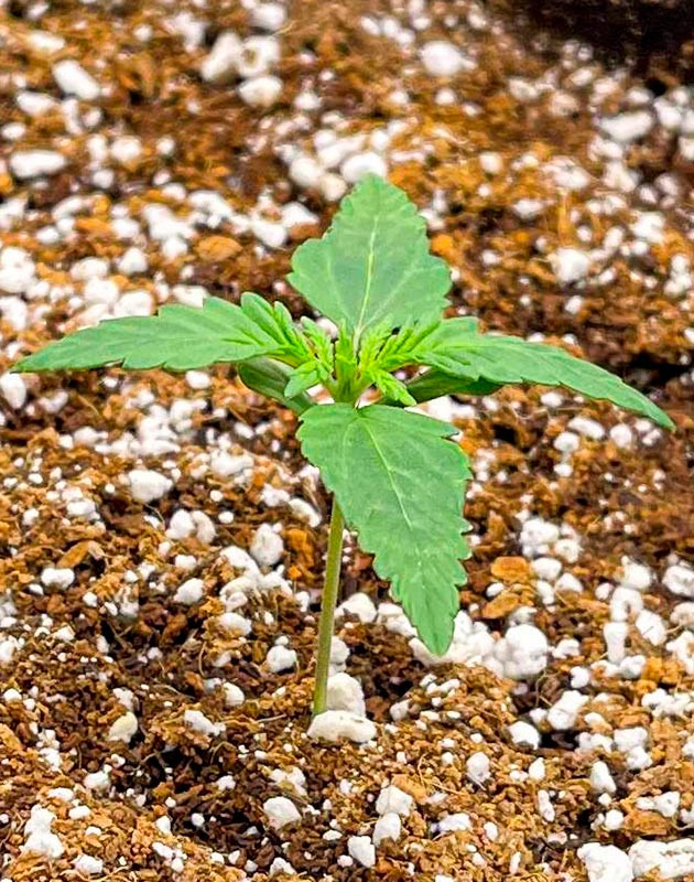 Режим полива куста Bruce Banner Auto