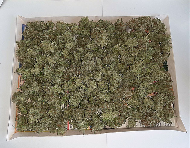 Вкус и эффект марихуаны Результаты харвеста Bruce Banner Auto