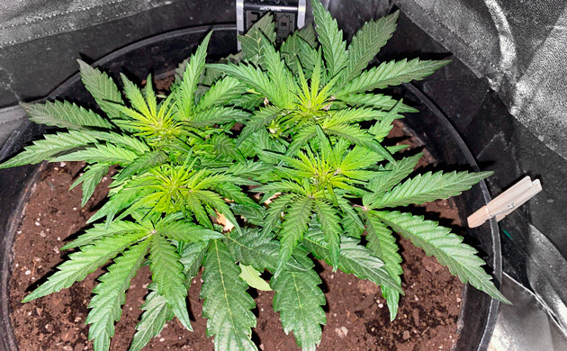 Завершение стадии вегетации на 5 неделе