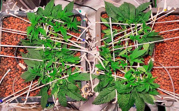 первая дефолиация куста Bubba Island Kush