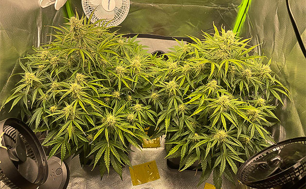 Третья неделя цветения Apollo F1 Auto Продолжение цветения Apollo F1 Auto