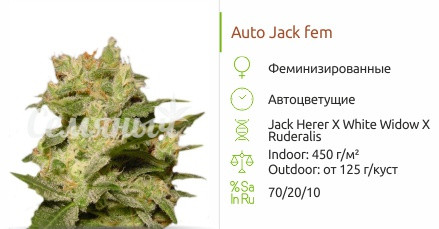 Auto Jack от Paradise Seeds
