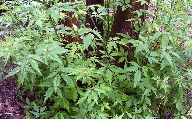 Прутняк китайский