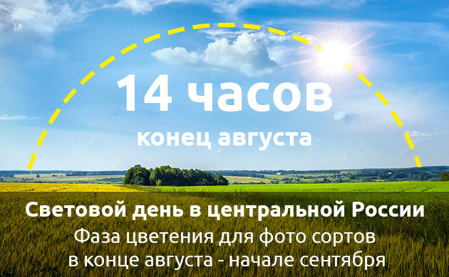 Переход в фазу цветения центральной России в конце августа
