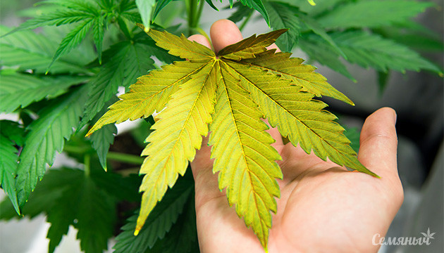 Желтый лист марихуаны