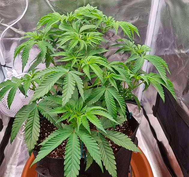 Перевод на цветение и смена режима освещения Куст Strawberry OG Cookies R1 на 8 неделе развития