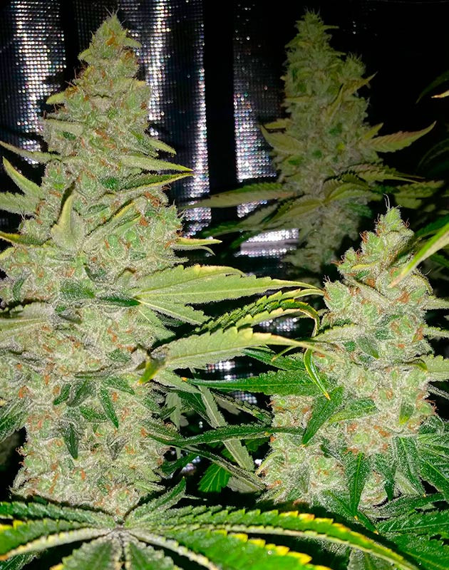 Соцветие перед харвестом