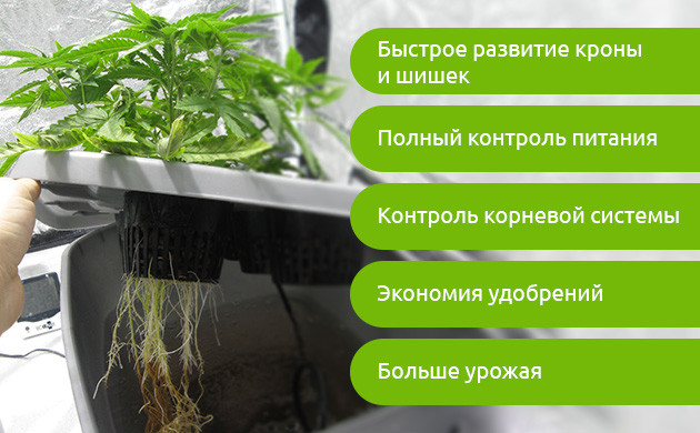 Список плюсов выращивания в гидропонике