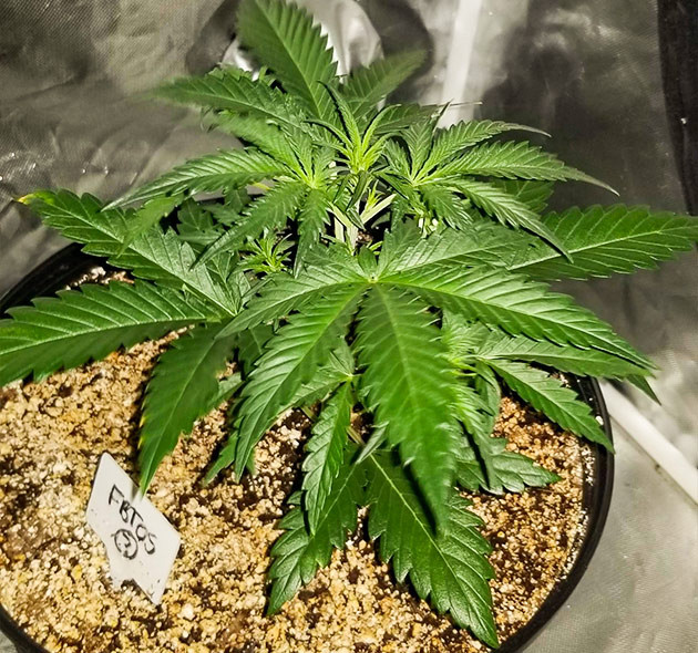 Стремительное развитие новых побегов