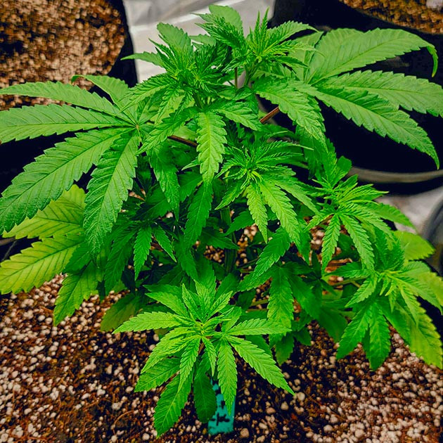 Рост корней DDoS #33