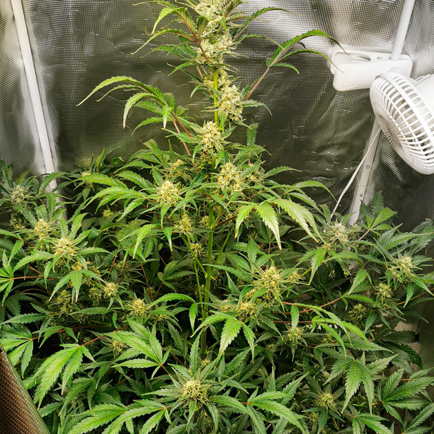 Дефицит фосфора на 9 неделе