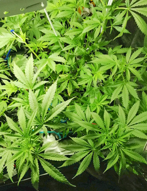 Куст ростом 90 см