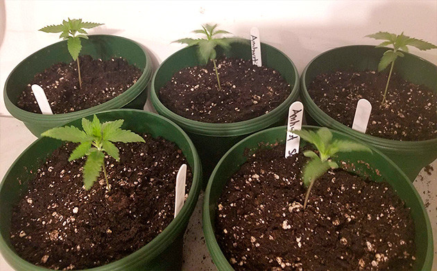 Способ вырастить марихуану дома Amherst Sour Diesel вегетация