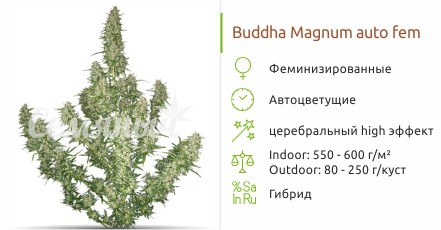 Buddha Magnum auto fem от Buddha Seeds