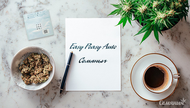 Выращивание сорта марихуаны Easy Peasy Auto от «Семяныча» Гроурепорт сорта Easy Peasy Auto от «Семяныча»