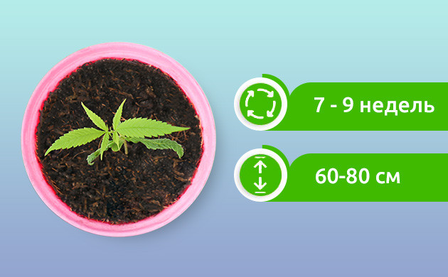 Автоцветущая версия OG Kush