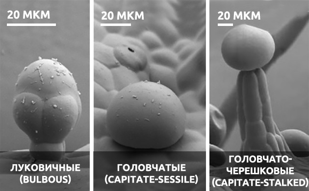 Железистые трихомы каннабиса