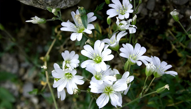 Ясколка Бибрештейна