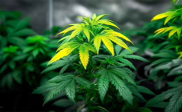 Световой ожог