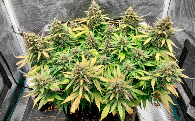 Куст Bruce Banner Auto с сухими листьями