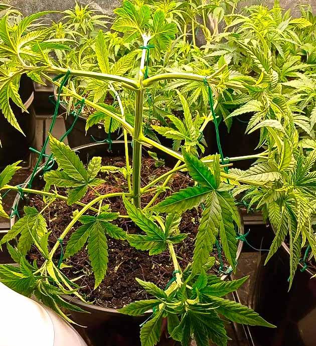 Куст Jealousy Kush от Seedkeepers на 3 неделе