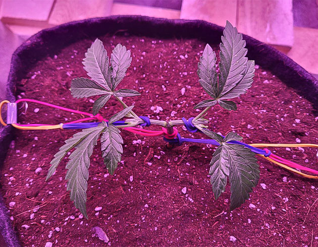 Пересадка конопли в постоянный горшок Формирование конопли