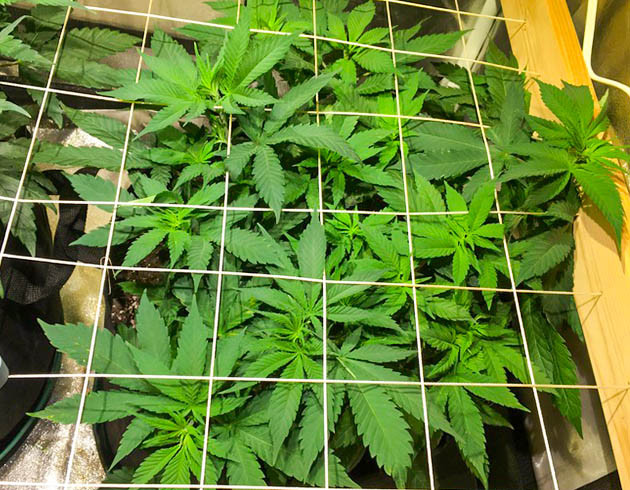 Сетка скрог натянутая над кустом