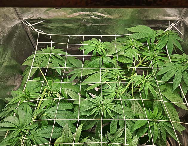 скрог для растений Chemical Bride перемещение растении Chemical Bride в гроубокс