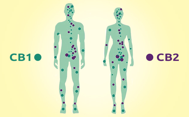 Эндоканнабиноидная система человека CB1 и CB2