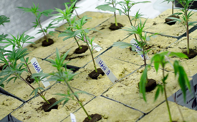 Технология прививки для улучшения урожайности