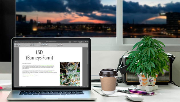 Выращивание сорта марихуаны LSD Гроурепорт сорта LSD