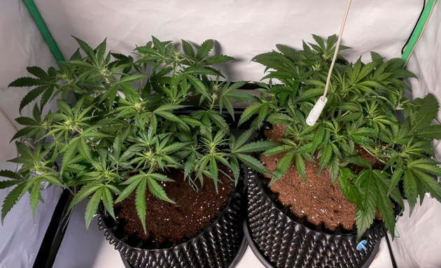 Кусты Apricot Auto от FastBuds на 4 неделе выращивания