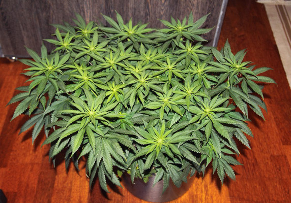 Стадия цветения Начало цветения Jack Herer