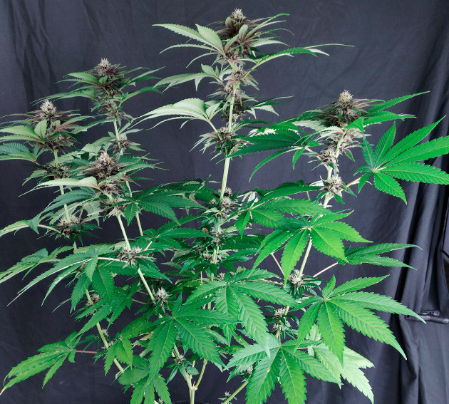 Цветение DDoS #33