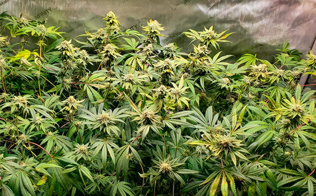 Активный рост марихуаны