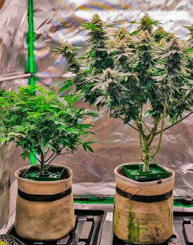  Куст 50 Dragons от UKHTA на 12 неделе развития