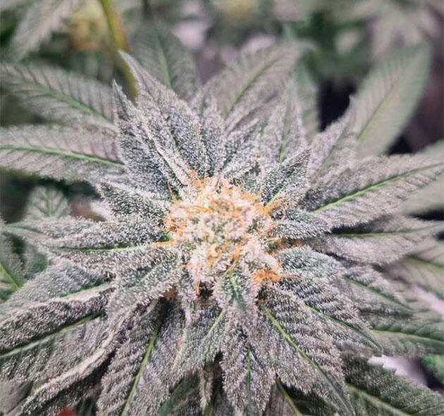 Наблюдение за трихомами Куст Strawberry OG Cookies R1 от Ethos Genetics на 16 неделе