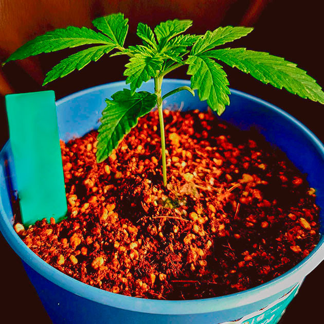 Условия для роста DDoS #33